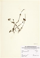 藏品(狗骨消)的圖片